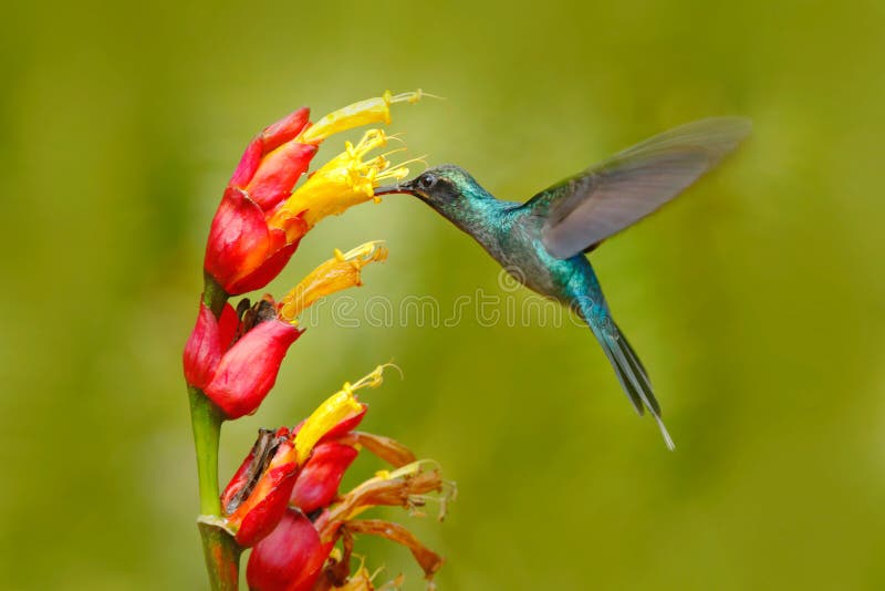 Grön ensling, Phaethornis grabb, sällsynt kolibri från Costa Rica Grönt fågelflyg bredvid den härliga röda blomman med regn actin fotografering för bildbyråer Grön ensling, Phaethornis grabb, sällsynt kolibri från Costa Rica Grönt fågelflyg bredvid den härliga röda blomman med regn actin fotografering för bildbyråer