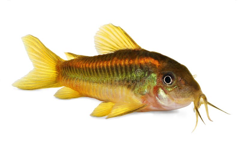 Grön fisk för laser Cory Corydoras Catfish Aquarium arkivfoton