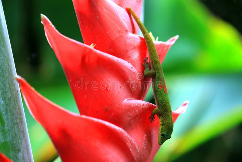 Grön gecko på den Heliconia blomman royaltyfri fotografi Grön gecko på den Heliconia blomman royaltyfri fotografi