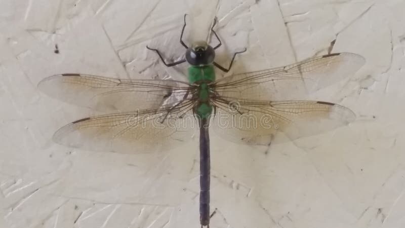 Grön jäkla drakefluga som över stoppar för ett besök royaltyfri foto Grön jäkla drakefluga som över stoppar för ett besök royaltyfri foto
