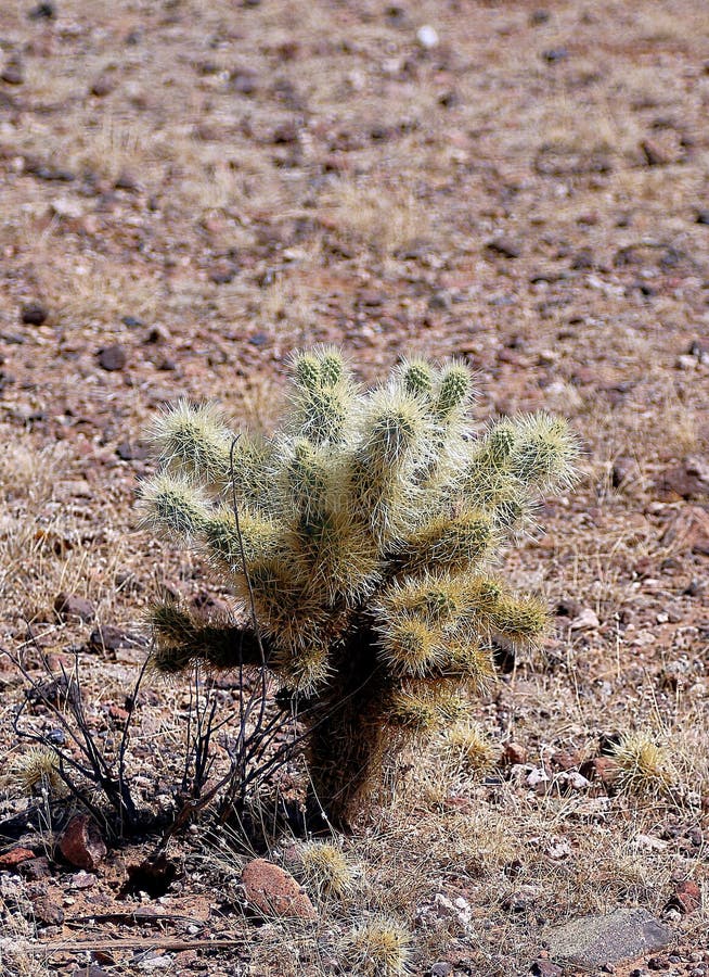 Grön kaktus i den Arizona öknen arkivfoto Grön kaktus i den Arizona öknen arkivfoto