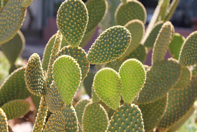 Download Grön kaktus under solljus arkivfoto. Bild av solljus - 76700650
