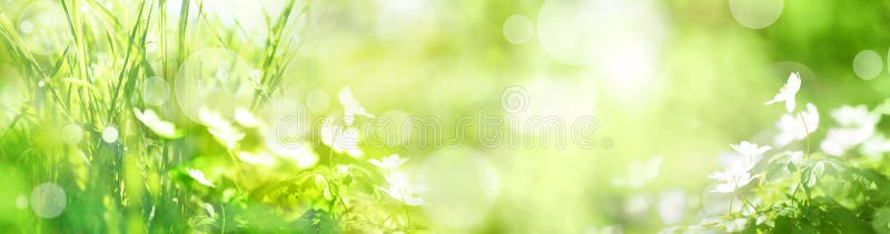 Grön landskappanorama med vårblommor arkivfoto Grön landskappanorama med vårblommor arkivfoto