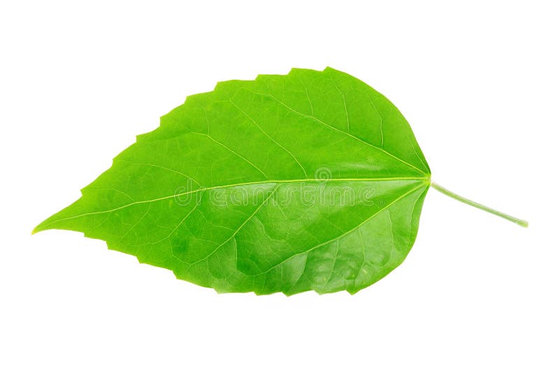 Grön leaf arkivbild