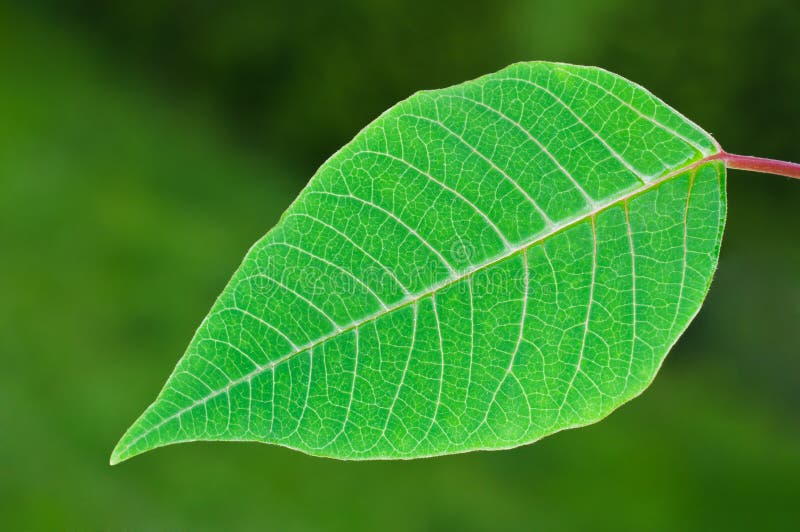Grön leaf royaltyfria bilder