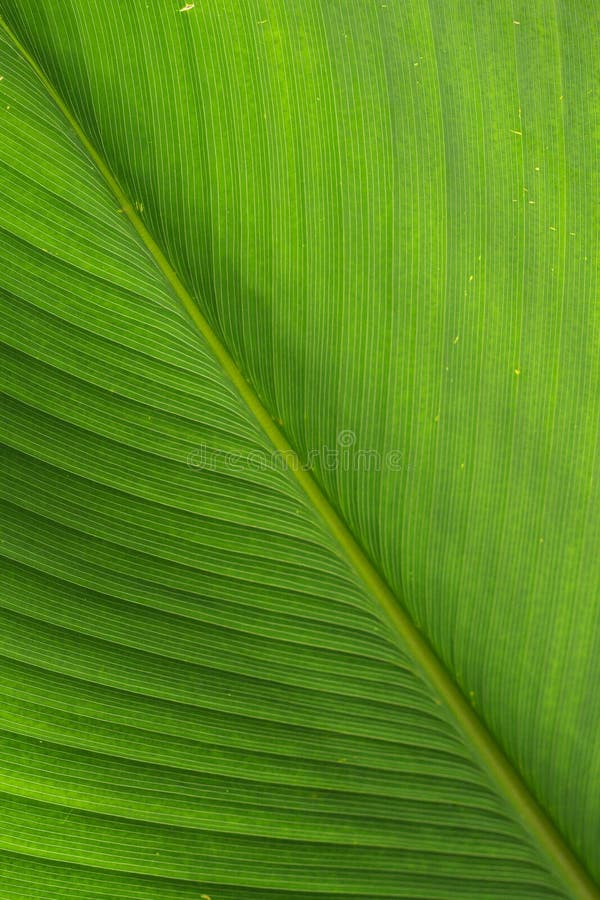 Grön leaf royaltyfri bild