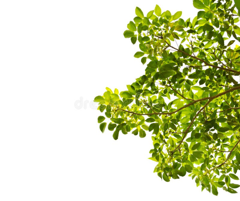 Grön leaf