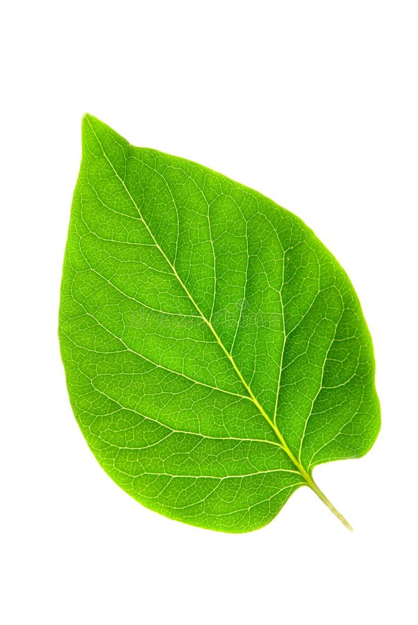 Grön leaf royaltyfri bild