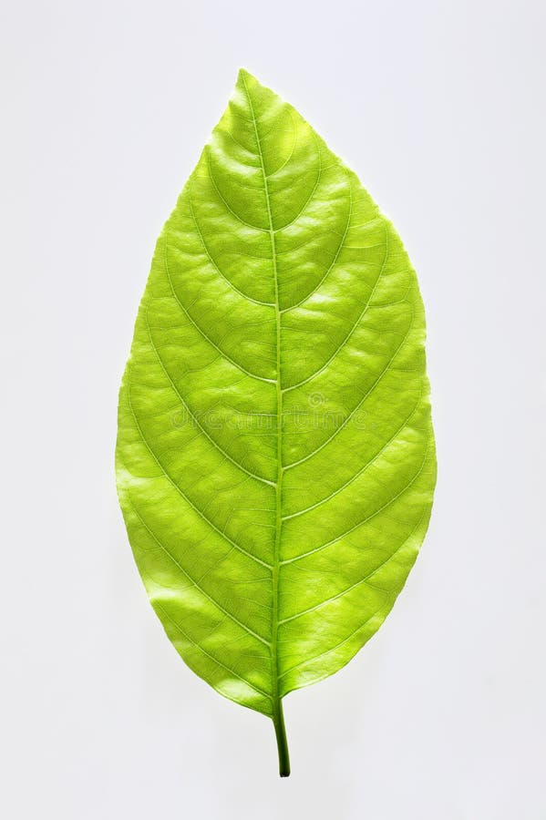 Grön leaf royaltyfria bilder