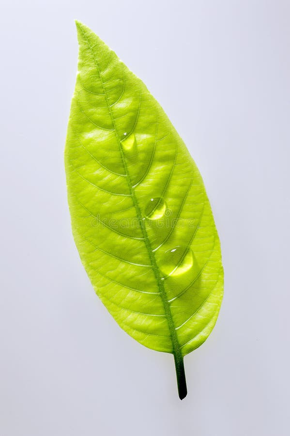 Grön leaf fotografering för bildbyråer