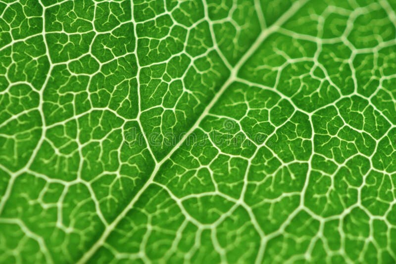Grön leaf