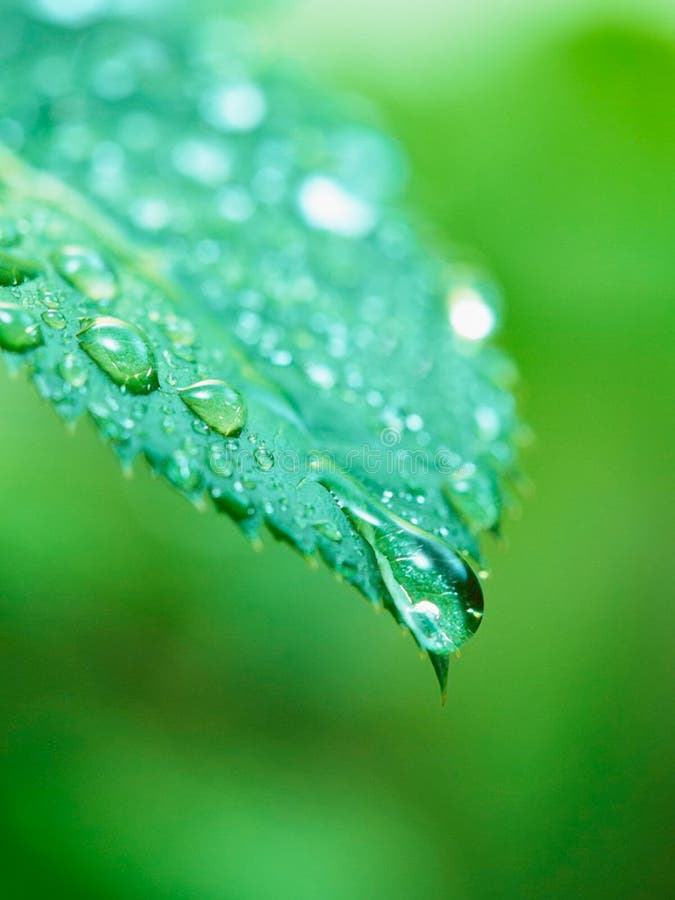 grön leaf grön leaf