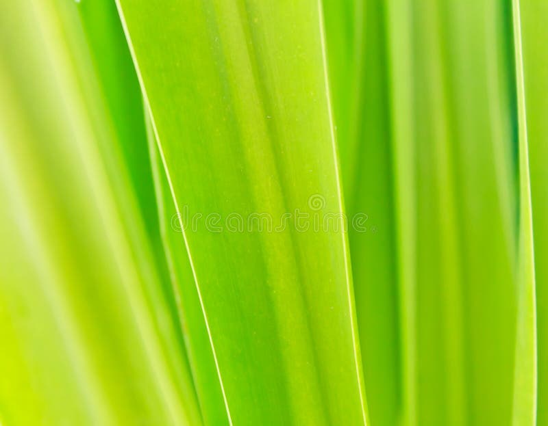 Grön leaf för bakgrund