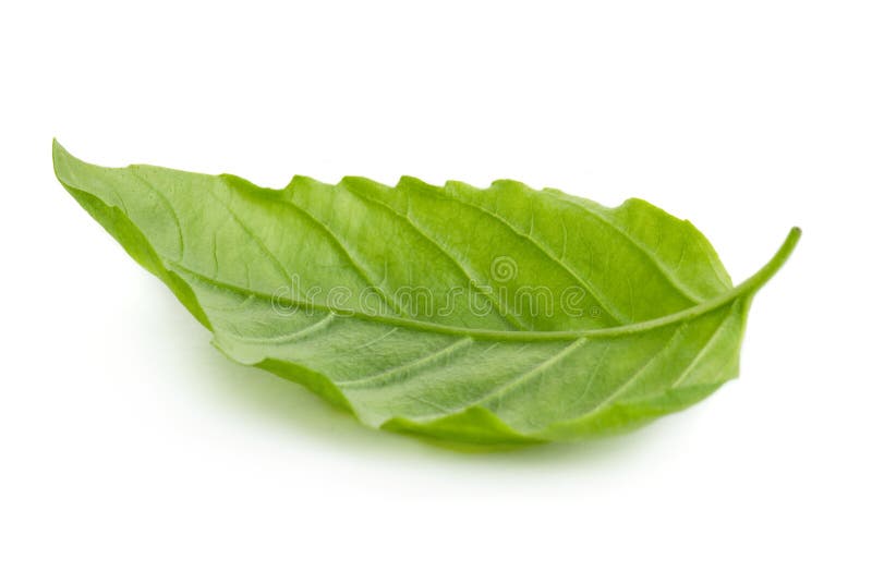 Grön leaf för basilika royaltyfria foton