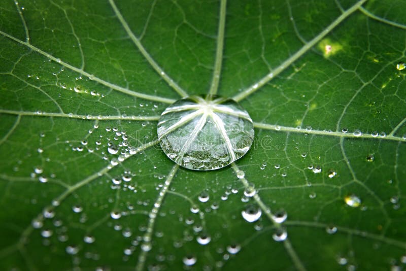Grön leaf för dagg arkivfoto