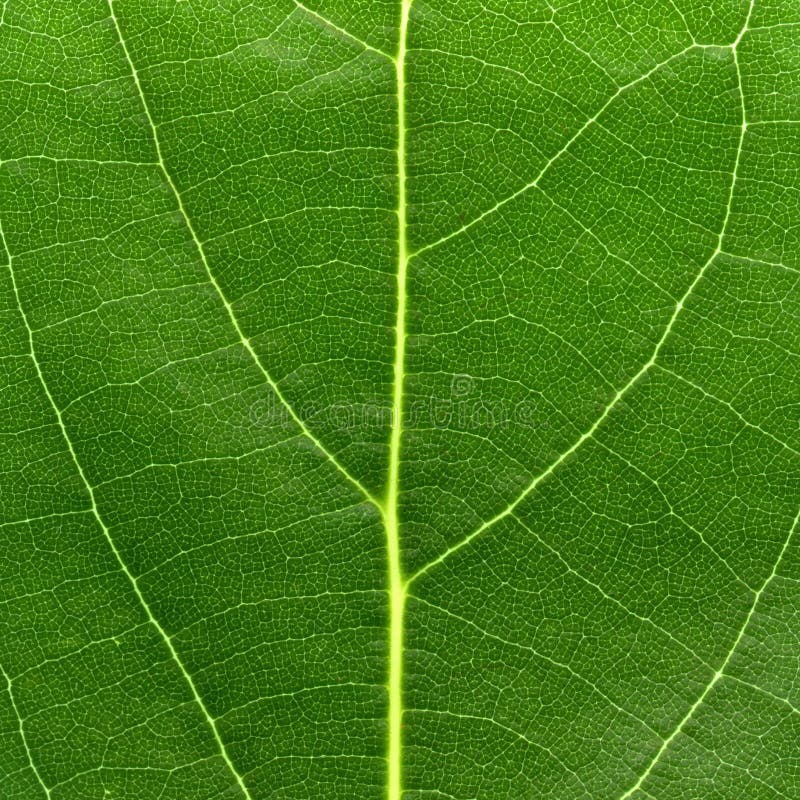 Grön leafmakro royaltyfria bilder