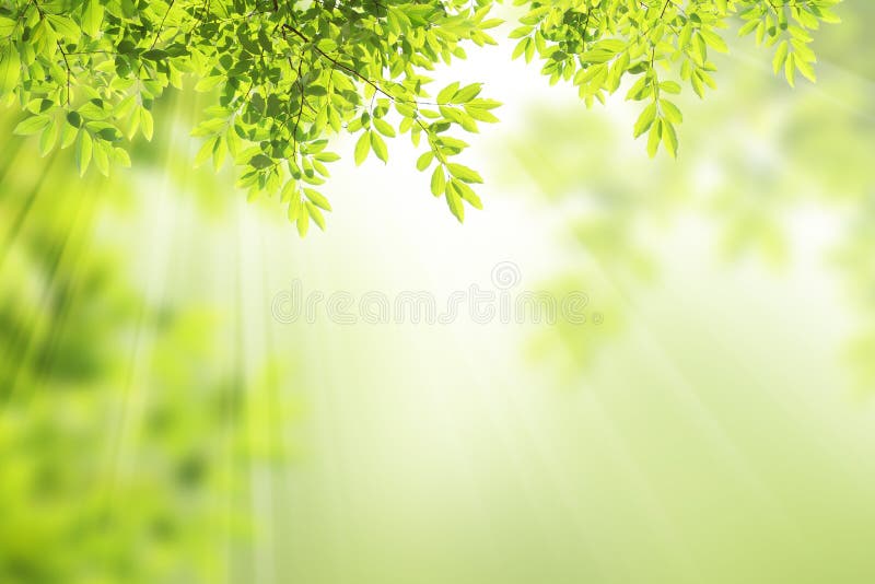 Grön leafram. royaltyfri foto