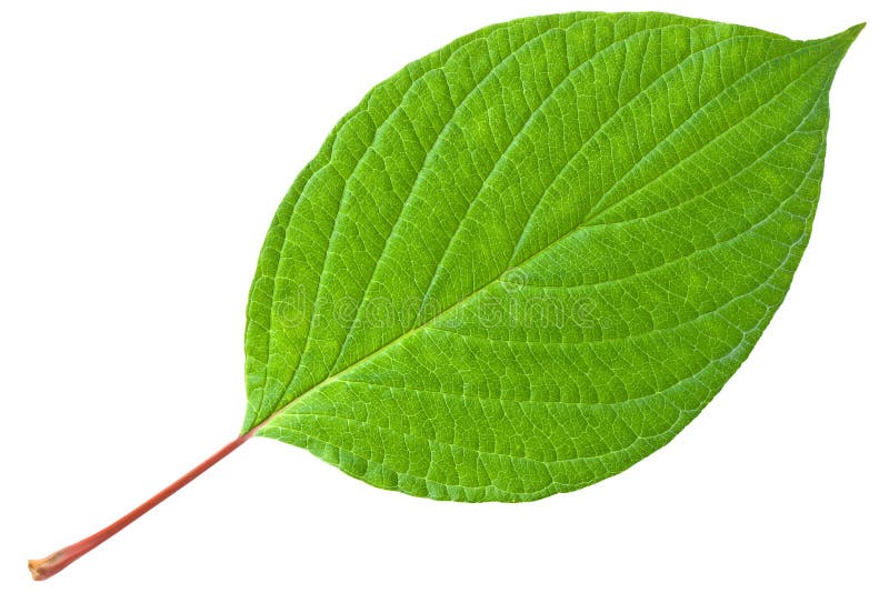 Grön leafredstem arkivfoton