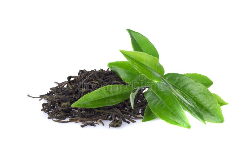 Grön leaftea arkivbilder