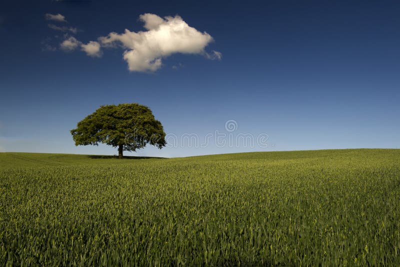 Grön lone tree för fält royaltyfri bild