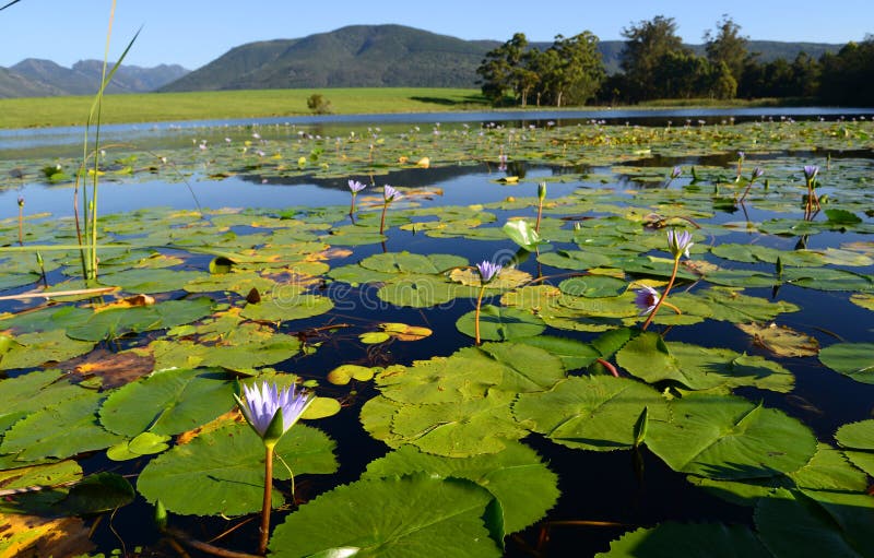 Grön lotusblomma spricker ut med näckrors i fördämningen, trädgårdrutten, Sydafrika fotografering för bildbyråer Grön lotusblomma spricker ut med näckrors i fördämningen, trädgårdrutten, Sydafrika fotografering för bildbyråer
