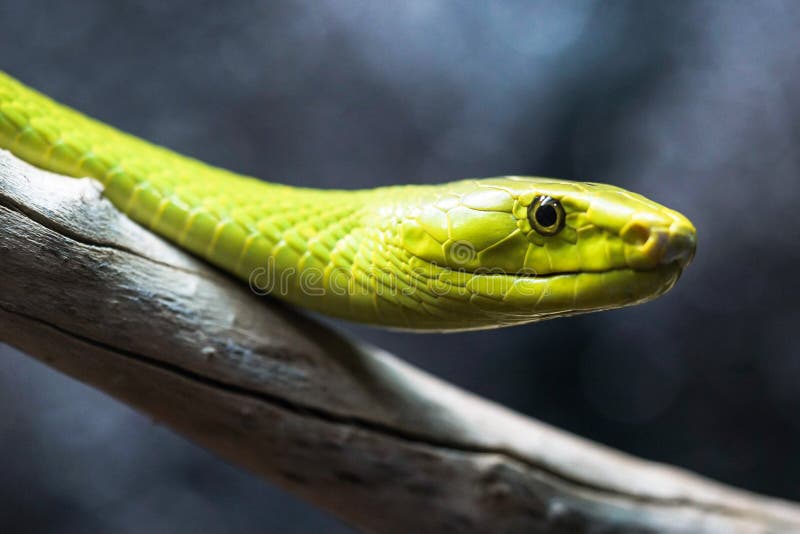 Grön mamba upp uppemot en filial fotografering för bildbyråer Grön mamba upp uppemot en filial fotografering för bildbyråer