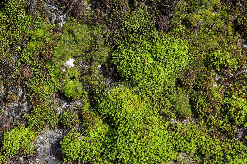 Grön moss fotografering för bildbyråer