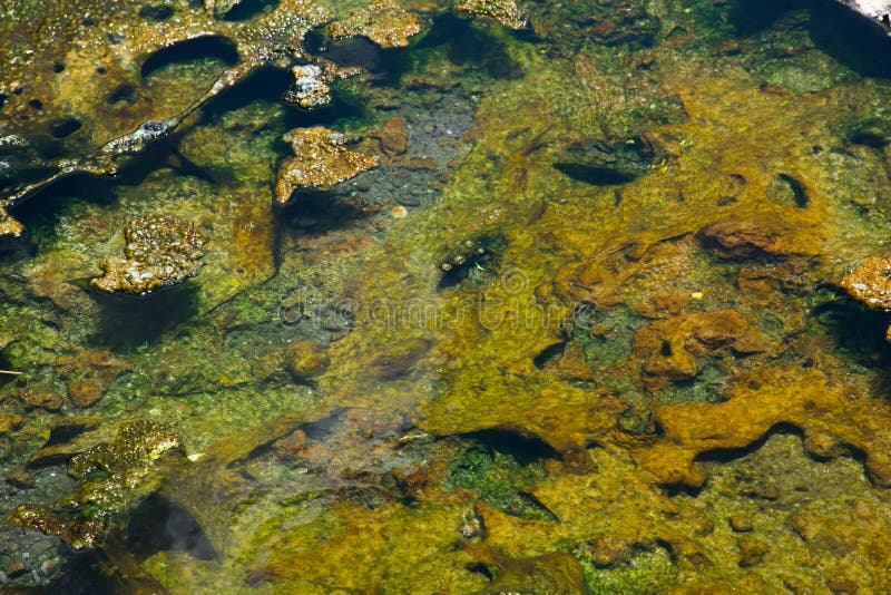 Grön mossa eller alger i Hot Springs arkivfoton Grön mossa eller alger i Hot Springs arkivfoton
