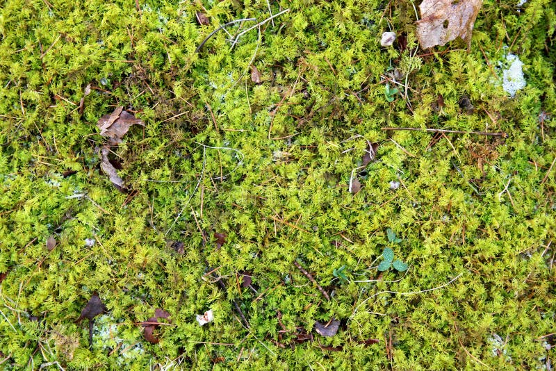 A natural textured background of green grassy moss, snow, frost, and fallen leaves on the ground of the forest in winter. A natural textured background of green grassy moss, snow, frost, and fallen leaves on the ground of the forest in winter.