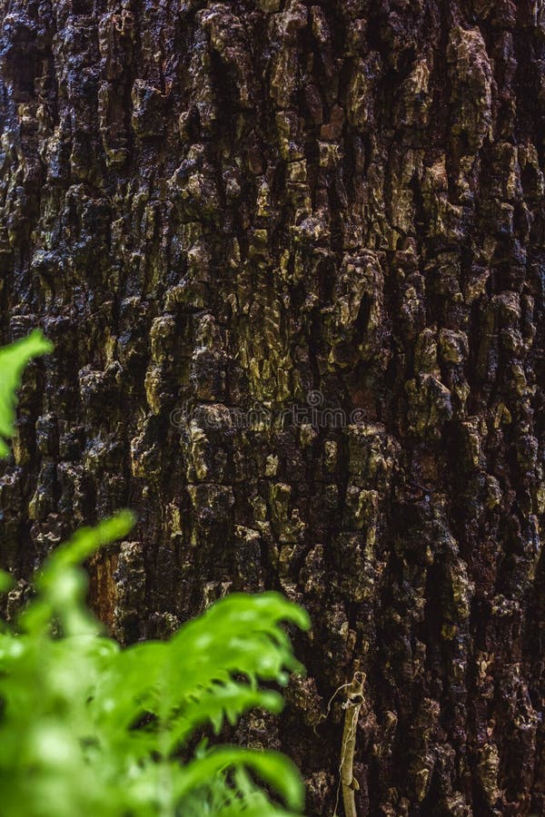 Grön MOSSA på trädskäll i regnskogen royaltyfria bilder Grön MOSSA på trädskäll i regnskogen royaltyfria bilder