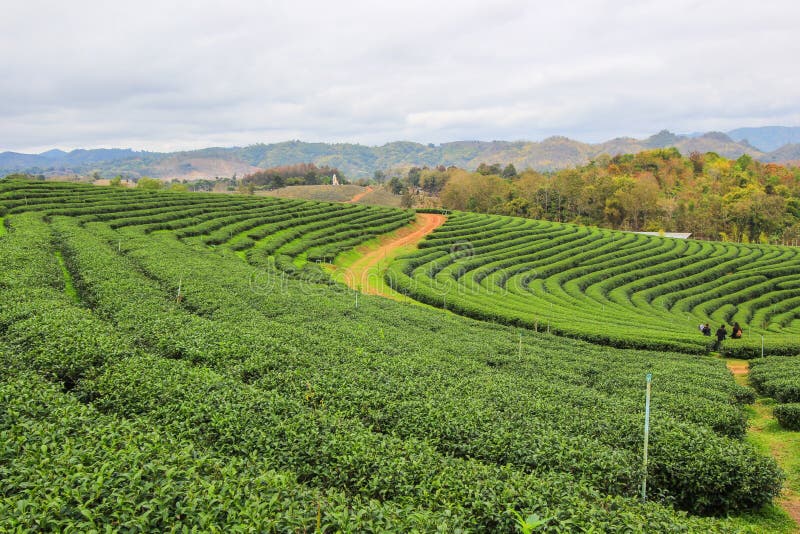 Choui Fong Tea Plantation is located in Mae Chan District, Chiang Rai Province,Northern Thailand. Choui Fong Tea Plantation is located in Mae Chan District, Chiang Rai Province,Northern Thailand.