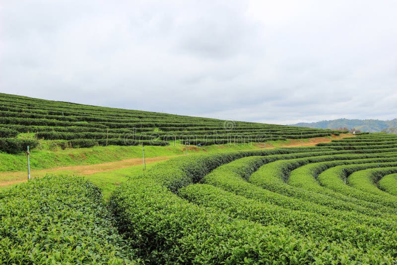 Choui Fong Tea Plantation is located in Mae Chan District, Chiang Rai Province,Northern Thailand. Choui Fong Tea Plantation is located in Mae Chan District, Chiang Rai Province,Northern Thailand.