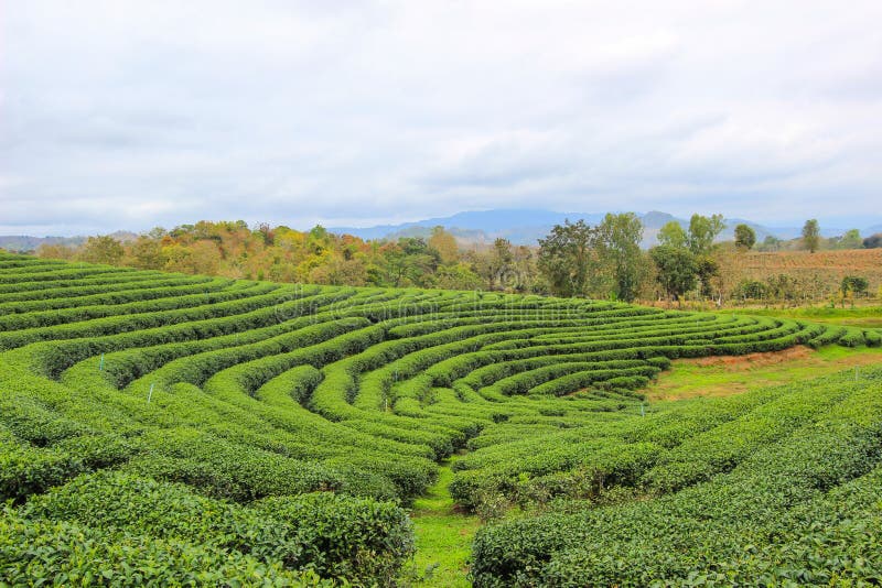 Choui Fong Tea Plantation is located in Mae Chan District, Chiang Rai Province,Northern Thailand. Choui Fong Tea Plantation is located in Mae Chan District, Chiang Rai Province,Northern Thailand.