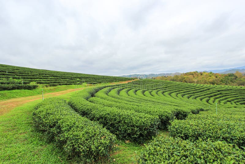 Choui Fong Tea Plantation is located in Mae Chan District, Chiang Rai Province,Northern Thailand. Choui Fong Tea Plantation is located in Mae Chan District, Chiang Rai Province,Northern Thailand.