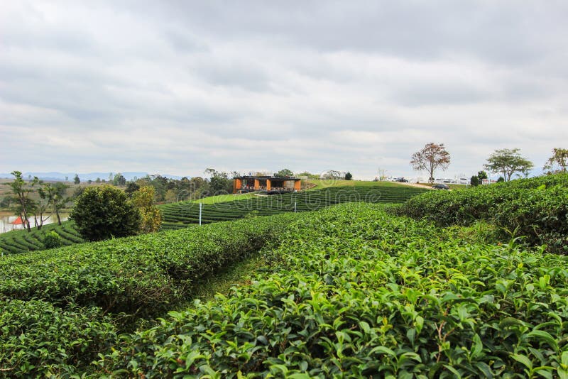 Choui Fong Tea Plantation is located in Mae Chan District, Chiang Rai Province,Northern Thailand. Choui Fong Tea Plantation is located in Mae Chan District, Chiang Rai Province,Northern Thailand.