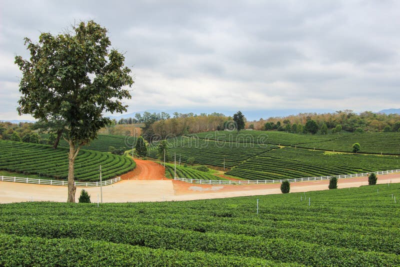 Choui Fong Tea Plantation is located in Mae Chan District, Chiang Rai Province,Northern Thailand. Choui Fong Tea Plantation is located in Mae Chan District, Chiang Rai Province,Northern Thailand.