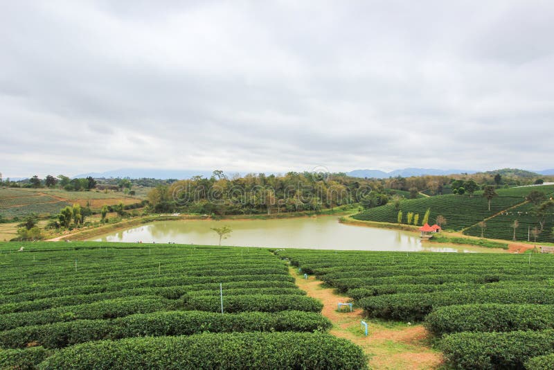 Choui Fong Tea Plantation is located in Mae Chan District, Chiang Rai Province,Northern Thailand. Choui Fong Tea Plantation is located in Mae Chan District, Chiang Rai Province,Northern Thailand.