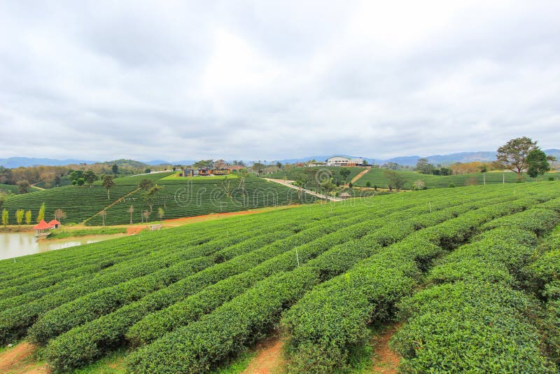 Choui Fong Tea Plantation is located in Mae Chan District, Chiang Rai Province,Northern Thailand. Choui Fong Tea Plantation is located in Mae Chan District, Chiang Rai Province,Northern Thailand.