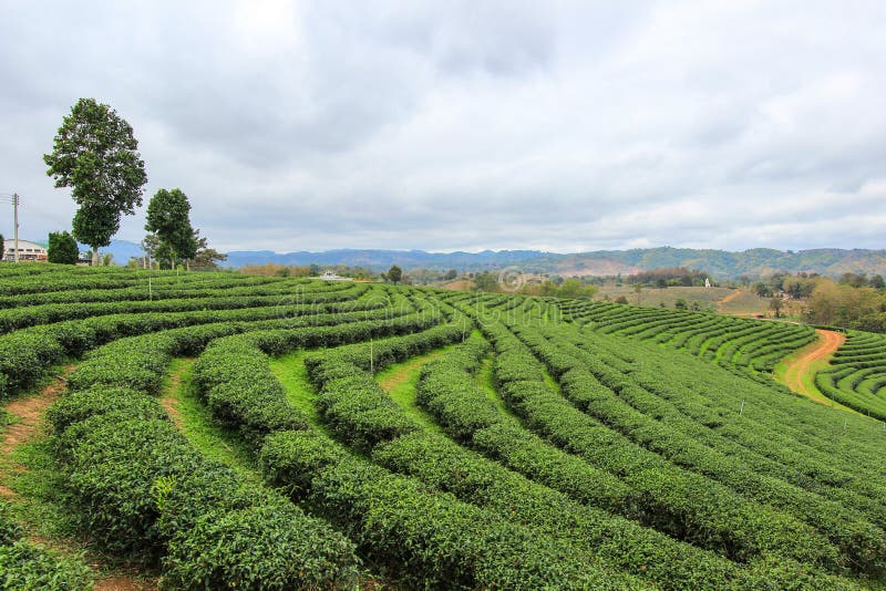 Choui Fong Tea Plantation is located in Mae Chan District, Chiang Rai Province,Northern Thailand. Choui Fong Tea Plantation is located in Mae Chan District, Chiang Rai Province,Northern Thailand.