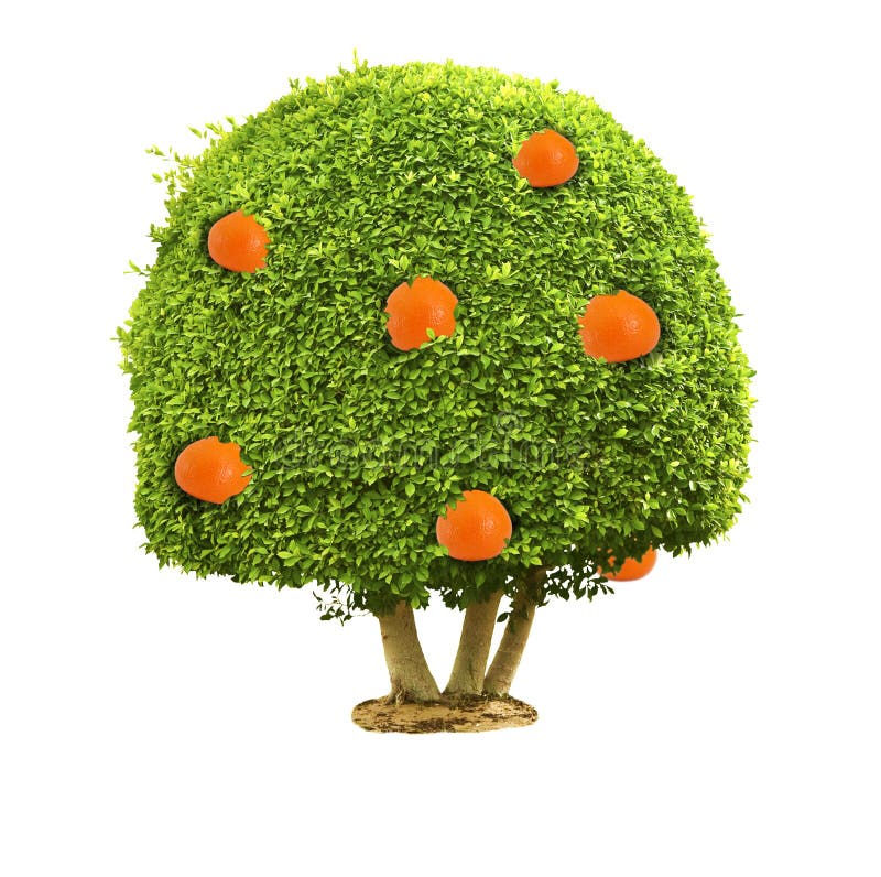 Grön orange tree för frukter arkivfoto