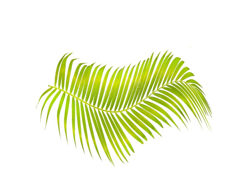 Grön palmblad som isoleras på vit bakgrund med den snabba banan fotografering för bildbyråer Grön palmblad som isoleras på vit bakgrund med den snabba banan fotografering för bildbyråer