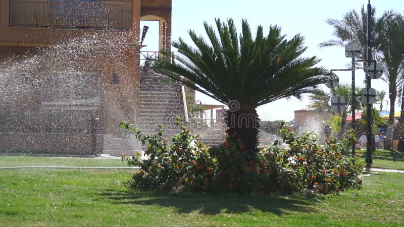 Grön palmträd med blomningbuskar som bevattnar i ultrarapid