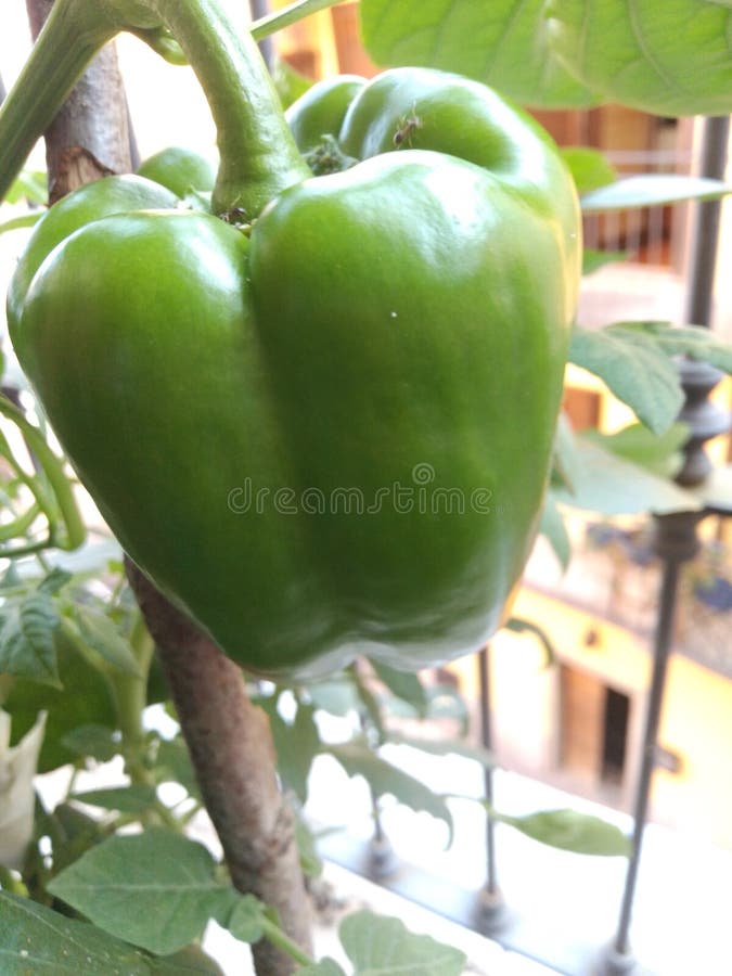 Grön paprika (capsicum) som odlas ekologiskt i trädgården royaltyfri bild