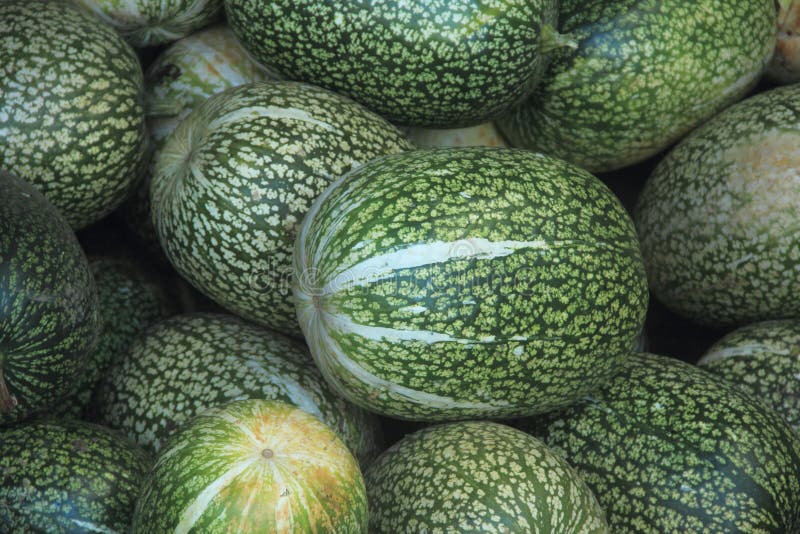 grön pumpa royaltyfri bild grön pumpa royaltyfri bild
