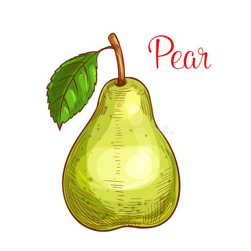 Grön päronfrukt med det isolerade bladet skissar royaltyfri illustrationer