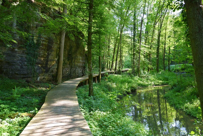 Grön skog royaltyfria bilder