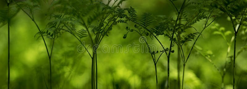 Grön skog av ormbunkar royaltyfria bilder Grön skog av ormbunkar royaltyfria bilder