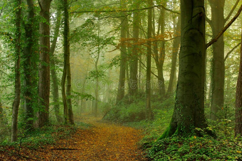 Grön skog i början av hösten arkivbild Grön skog i början av hösten arkivbild