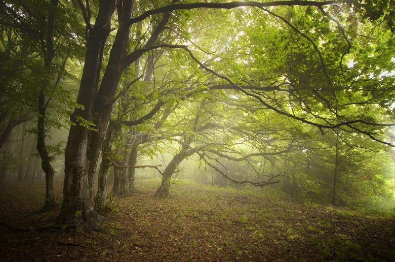 Grön skog med dimma och konstiga träd i tidig höst arkivbild