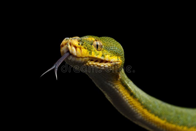 Grön Treepytonorm Morelia viridis Svart bakgrund royaltyfri bild Grön Treepytonorm Morelia viridis Svart bakgrund royaltyfri bild